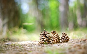 feature spring pine cones