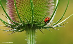 feature macro ladybug plant